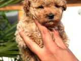 Apricot Toy Poodle Yavrular