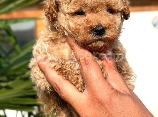 Apricot Toy Poodle Yavrular