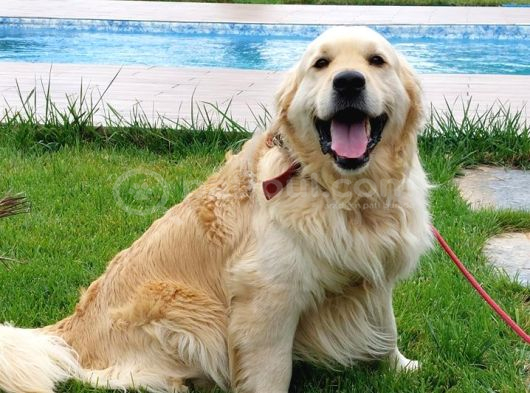 Efsane Güzel Golden Yavrulari̇ Si̇zleri̇ Bekli̇yor görsel