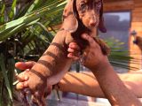 Orjinal Dachshund Sosis Yavrular