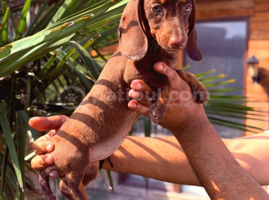 Orjinal Dachshund Sosis Yavrular