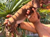 Orjinal Dachshund Sosis Yavrular