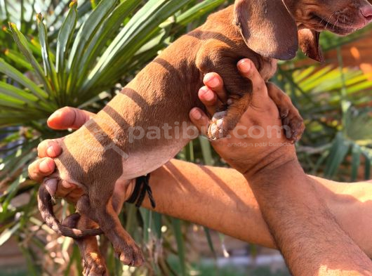 Orjinal Dachshund Sosis Yavrular görsel
