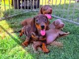 Orjinal Dachshund Sosis Yavrular