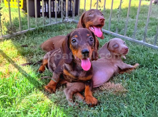 Orjinal Dachshund Sosis Yavrular görsel