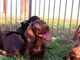 Orjinal Dachshund Sosis Yavrular