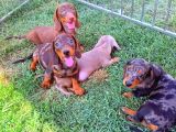 Orjinal Dachshund Sosis Yavrular