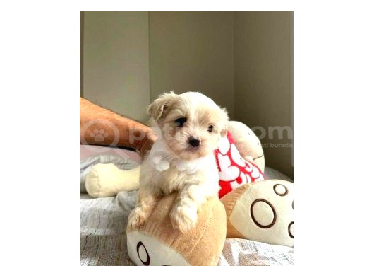 A Kalite Maltipoo Bebeklerimiz