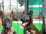 1 Sinif Working Line Belgian Malinois