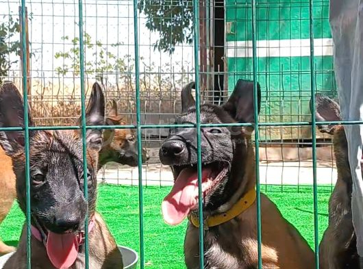 1 Sinif Working Line Belgian Malinois görsel