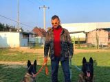 1 Sinif Working Line Belgian Malinois