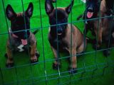 1 Sinif Working Line Belgian Malinois