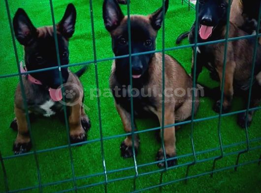 1 Sinif Working Line Belgian Malinois görsel