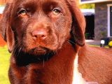 Çi̇ftli̇kten Labrador Retri̇ever Yavrulari