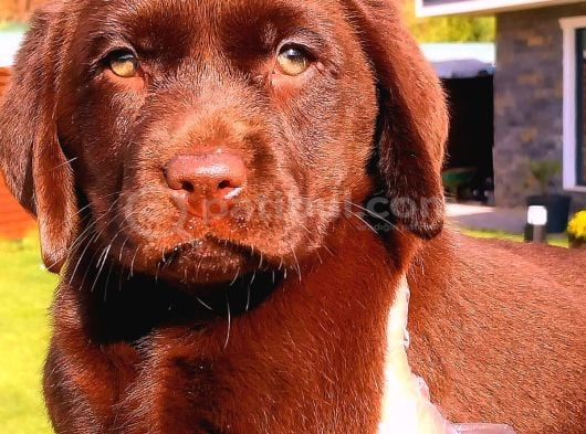 Çi̇ftli̇kten Labrador Retri̇ever Yavrulari görsel