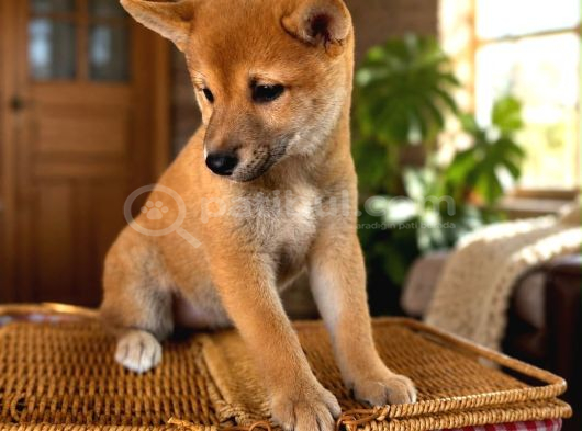 Shiba Inu