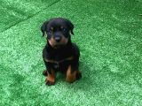 Emsalsi Rottweiler Yavru