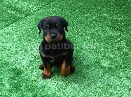 Emsalsi Rottweiler Yavru