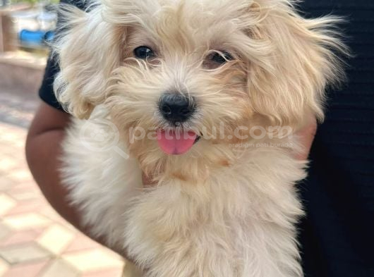 Maltipoo Yavrusu