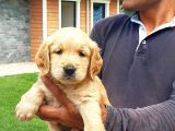 Türki̇yeni̇n En Özel Çi̇fli̇ği̇nden Golden Retri̇ever Yavrulari Is