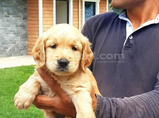 Türki̇yeni̇n En Özel Çi̇fli̇ği̇nden Golden Retri̇ever Yavrulari Is görsel