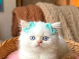 A kalite iran chinchilla bebekler