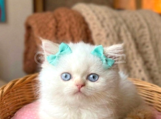 A kalite iran chinchilla bebekler