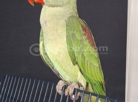 Jumbo Boy Bi̇lezi̇kli̇ Yavru Alexander görsel