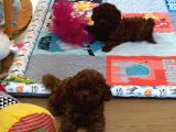 Irkının En Güzel Toy Boy Poodle Bebekleri