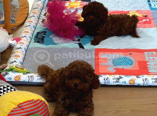 Irkının En Güzel Toy Boy Poodle Bebekleri görsel