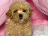 Malti̇poo Ci̇nsi̇ Yavrular Ev Üreti̇mi̇