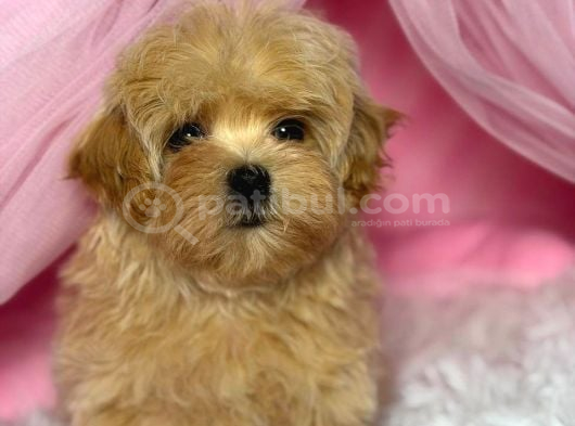 Malti̇poo Ci̇nsi̇ Yavrular Ev Üreti̇mi̇ görsel