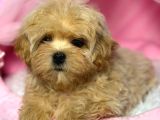 Kipkirmizi Red Toy Poodle Sevi̇mli̇ Yavrular