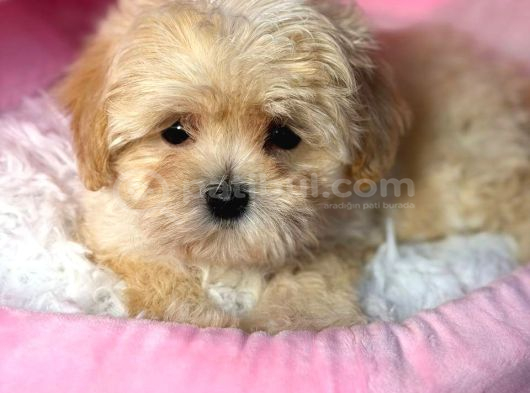 Malti̇poo Ci̇nsi̇ Yavrular Ev Üreti̇mi̇ görsel