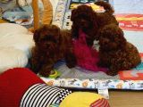 Irkının En Güzel Toy Boy Poodle Bebekleri