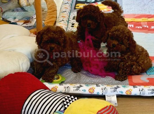 Irkının En Güzel Toy Boy Poodle Bebekleri