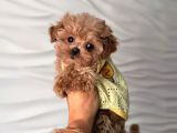 Malti̇poo Ci̇nsi̇ Yavrular Ev Üreti̇mi̇