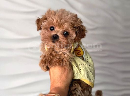 Malti̇poo Ci̇nsi̇ Yavrular Ev Üreti̇mi̇