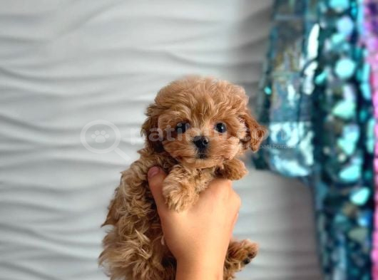 Malti̇poo Ci̇nsi̇ Yavrular Ev Üreti̇mi̇ görsel