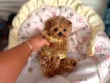 Malti̇poo Ci̇nsi̇ Yavrular Ev Üreti̇mi̇