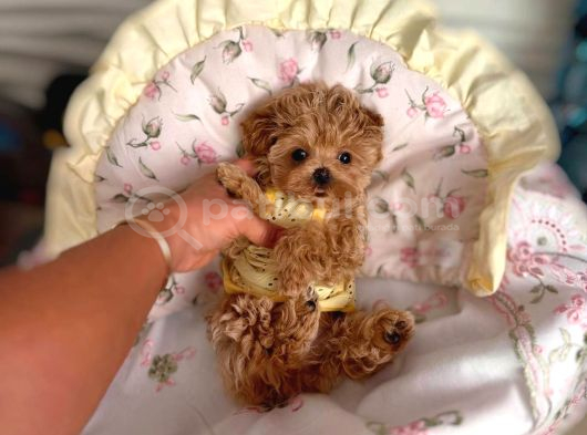 Malti̇poo Ci̇nsi̇ Yavrular Ev Üreti̇mi̇ görsel