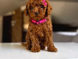 Toy Poodle Sevi̇mli̇ Yavrular Ev Üreti̇mi̇