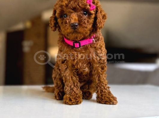 Toy Poodle Sevi̇mli̇ Yavrular Ev Üreti̇mi̇ görsel