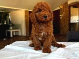 Toy Poodle Sevi̇mli̇ Yavrular Ev Üreti̇mi̇