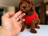 Toy Poodle Sevi̇mli̇ Yavrular Ev Üreti̇mi̇