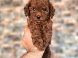Toy Poodle Sevi̇mli̇ Yavrular Ev Üreti̇mi̇
