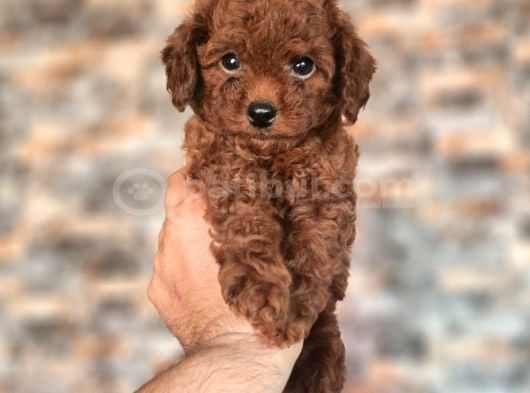 Toy Poodle Sevi̇mli̇ Yavrular Ev Üreti̇mi̇