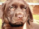 Çi̇ftli̇kten Labrador Retri̇ever Yavrulari