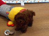 Irkının En Güzel Toy Boy Poodle Bebekleri
