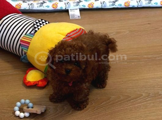 Irkının En Güzel Toy Boy Poodle Bebekleri görsel